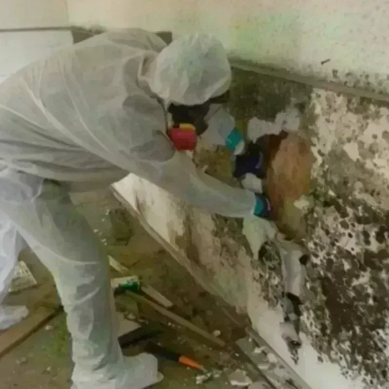 Mold Remediation and Removal in Wickliffe, KY